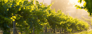 Hunter Valley Gardens Sunshine Grape Vines for wines in Pokolbin NSW